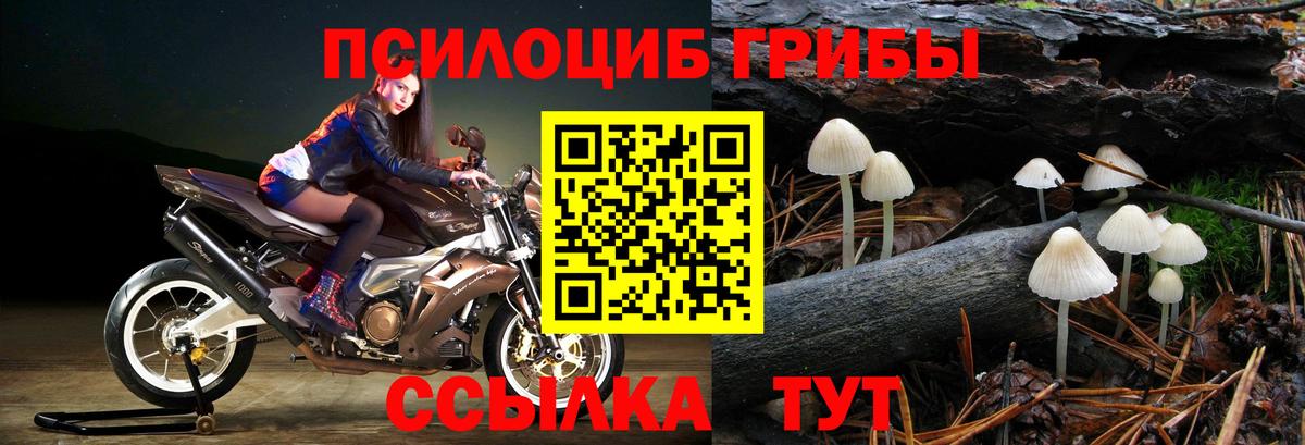 Клинцы  Галлюциногенные грибы Cubensis  Вход с VPN 